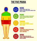 Jade - Jadeite Red Custom Size Round Smooth Stretch (8mm) Natural Gemstone Crystal Energy Bead Bracelet